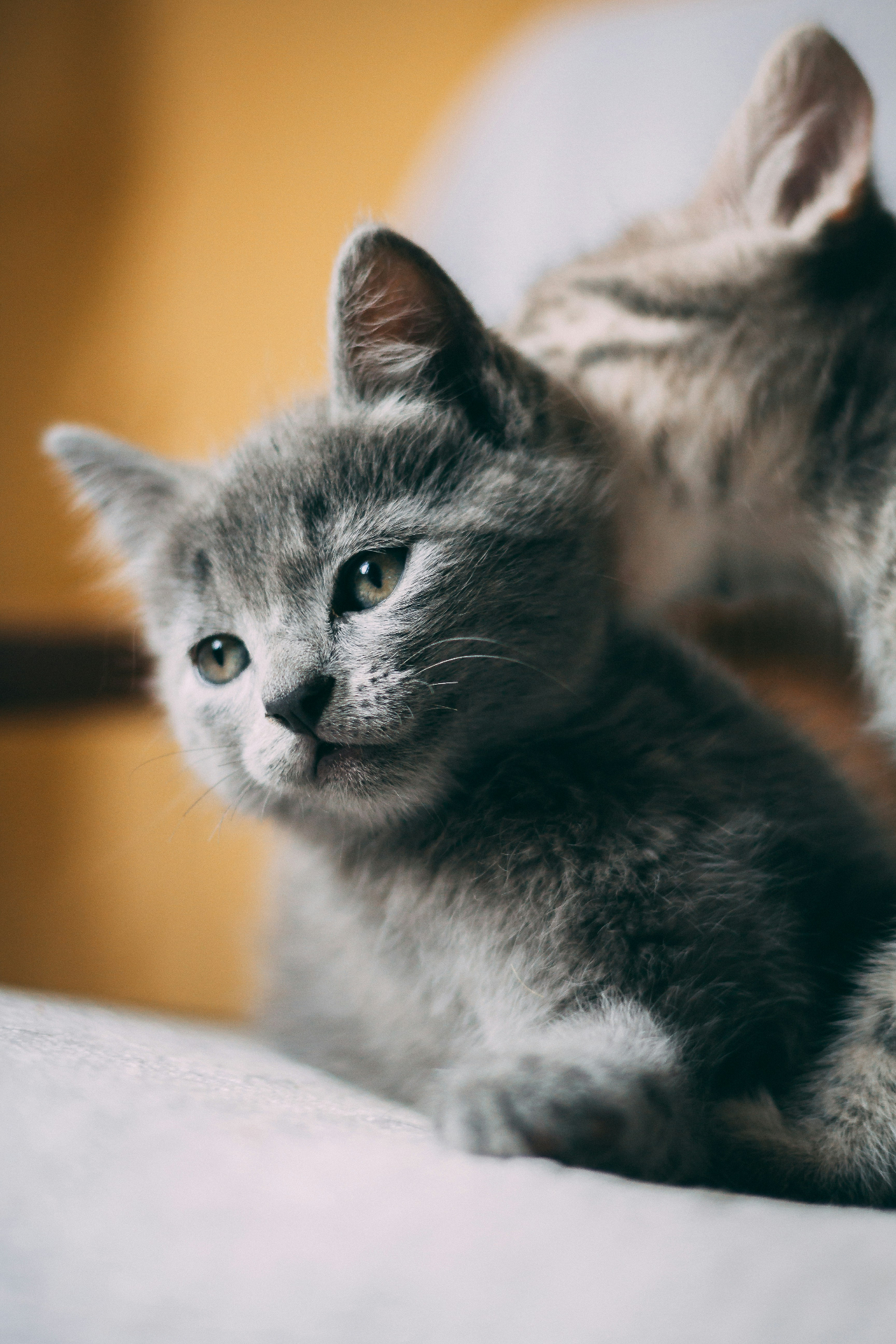 Dos gatitos juntos en calma